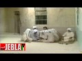 Vidéo clip Al-Lh Yany Wlhan - Abdelkrim Abdelkader